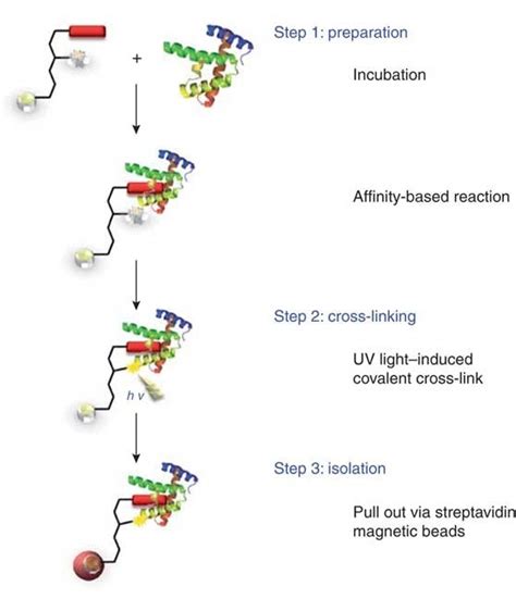 Crosslinking Protein Interaction Analysis Service - Creative Proteomics