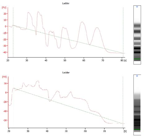 Weird Bioanalyzer ladder: What could have happened? | ResearchGate