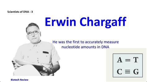 Erwin Chargaff | First man who accurately measured nucleotide amounts in DNA | DNA structure ...