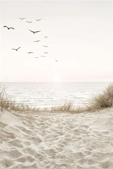 Blissful Birds Flying Over the Ocean and Sand Dunes