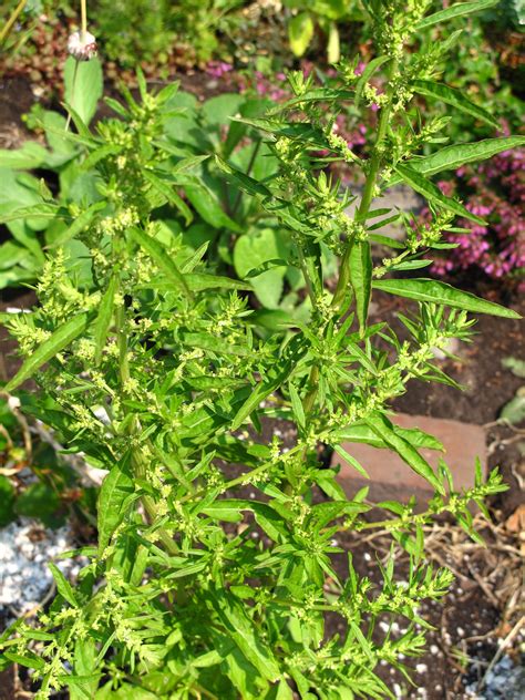 Epazote (Dysphania ambrosioides) - Organic Herb Seeds 0.3 Grams ~ 100 ...