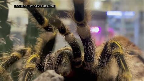 UC Davis Researchers Using Tarantula Venom To Develop New Pain ...