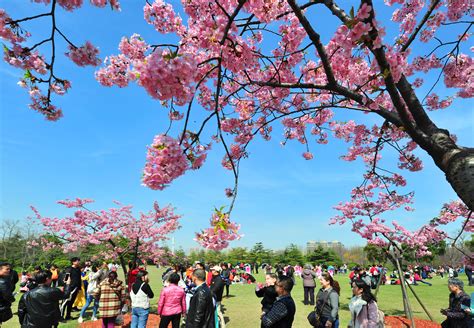 Cherry blossom festival is popular - SHINE News