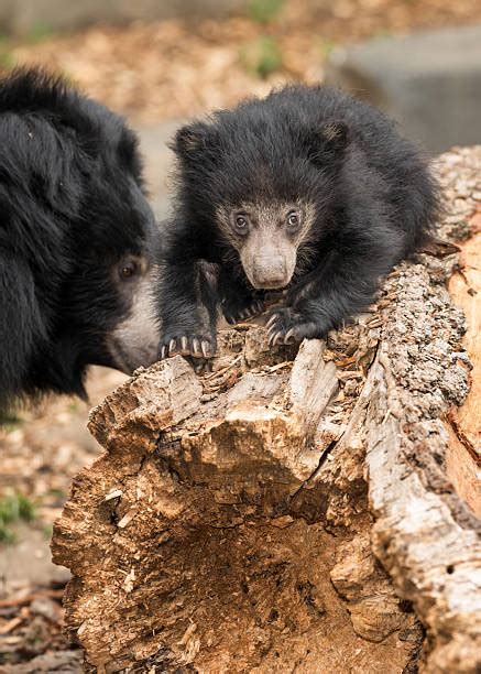 60+ Sloth Bear Cubs Stock Photos, Pictures & Royalty-Free Images - iStock