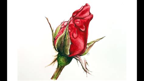 Red Rose in Watercolors Painting Tutorial - YouTube