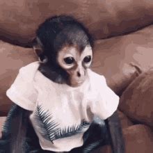 Monkeys Smiling GIFs | Tenor