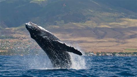 Humpback Whale Behavior Guide - Maui Ocean Center