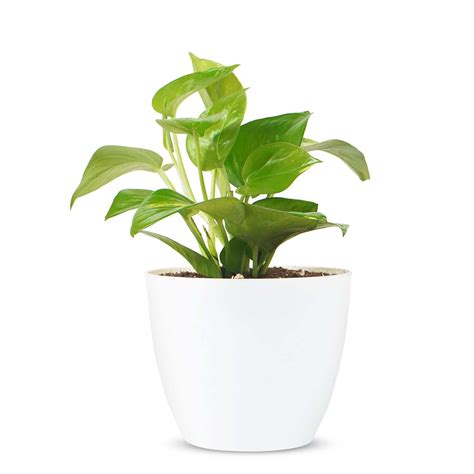 Good Luck Money Plant with Pot | Air Purifying Live Money Plant ₹329.00 | Plant A Leaf | Free ...