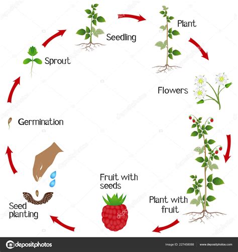 Life Cycle Raspberry Plant White Background Stock Vector by ©ZAQzaq81 ...