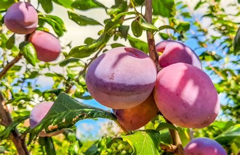 Plum Chutney Recipe – Tangy and Delicious | BaldHiker