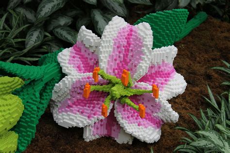 Lego Asiatic Lily | Asiatic lily, Missouri botanical garden, Botanical gardens