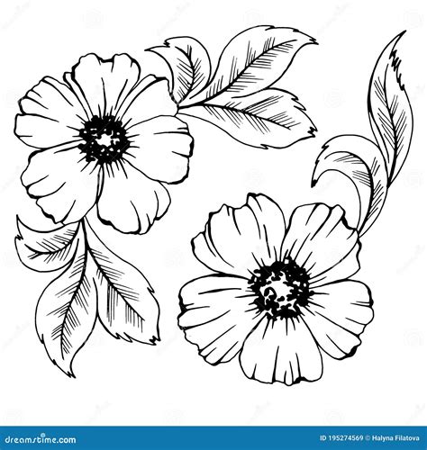 Black And White Flower Outline