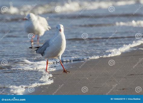 Sea Gull Close Up on Beach Shoreline Looking at Camera Stock Image - Image of seagull, waves ...