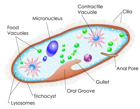 What is Paramecium? (with pictures)