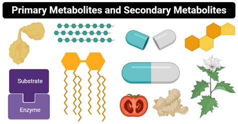 Metabolites Examples