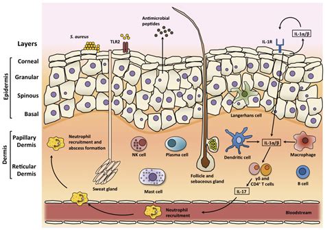 Staphylococcus Bacteria Diagram