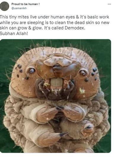 Viral Image Of 'Mite That Lives On Our Faces' Is Actually Of A Silkworm ...