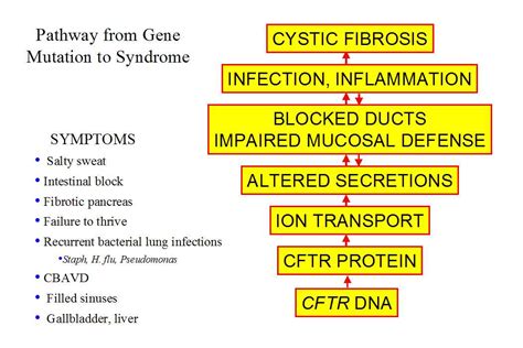 Cystic Fibrosis