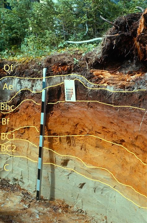 Podzolic Order - Soils of Canada