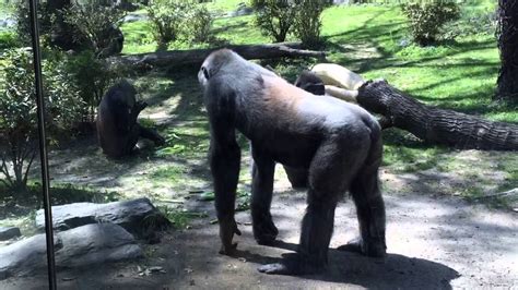 Gorilla Bronx Zoo May 2015 - YouTube