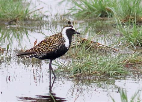 American Golden Plover - South Dakota Birds and Birding