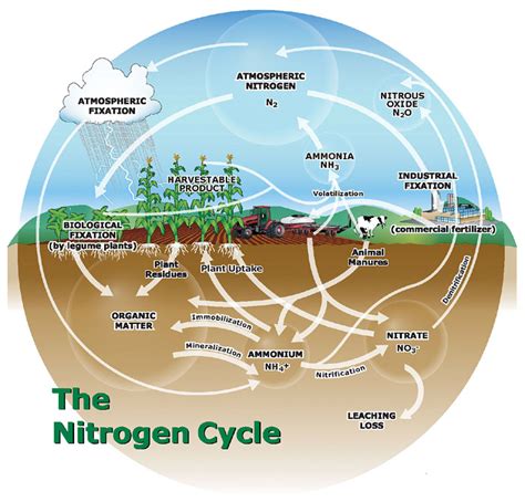 Nitrogen glut: Too much of a good thing is deadly for the biosphere | Climate & Capitalism