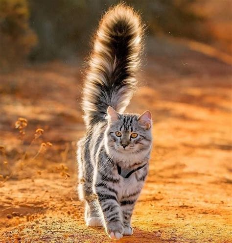 That tail has its own powers | Pretty cats, Cute cats, Siberian cat