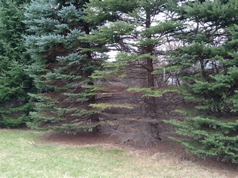 Landscape: Rhizosphaera Needle Cast | UMass Center for Agriculture, Food and the Environment