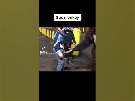 sus monkey - YouTube