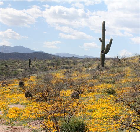 From the Four Corners to the Sonoran Desert » Archaeology Southwest