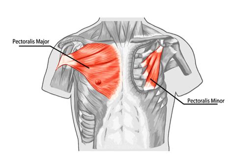 Homecare Elevation: Chest - Pectoralis major and minor - Massage Blog