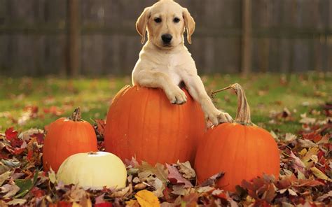 Halloween Pets Wallpaper - WallpaperSafari