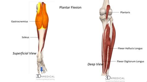 Joints, Ligaments and Connective Tissues – Advanced Anatomy 2nd. Ed.