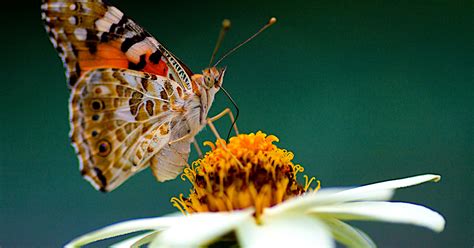 Southern California skies fill with butterflies thanks to painted lady migration