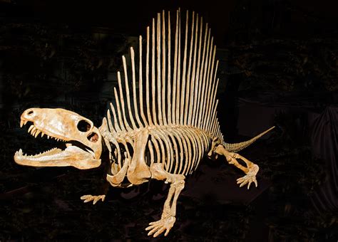 Dimetrodon Skeleton Photograph by Millard H. Sharp | Pixels