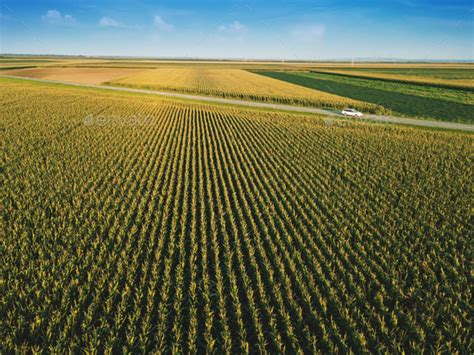 Corn field from drone perspective Stock Photo by stevanovicigor | PhotoDune