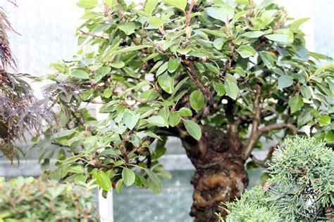 Crab Apple Bonsai Tree Care - ALL THINGS BONSAI