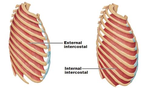 Muscles of the thorax for breathing and the pelvic floor (the diaphragm!) | Pelvic floor ...