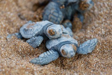 The TOP 7 Volunteer Projects In Sea Turtle Conservation