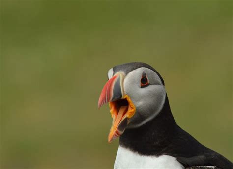 Let's Talk About Puffins