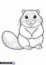 Groundhog coloring Page  Free Printable Pages sketch template