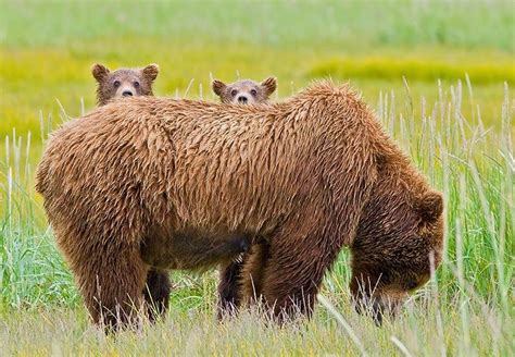 Brown bear cubs with mama, photo by Brian Zeiler Katmai National Park ...