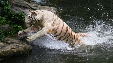 5 things to know about the white tiger | Condé Nast Traveller India