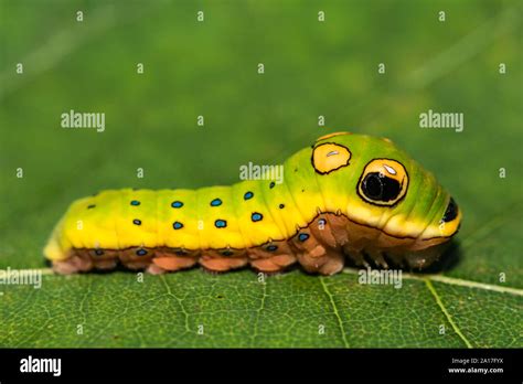 Spicebush Swallowtail Caterpillar (Papilio troilus Stock Photo - Alamy