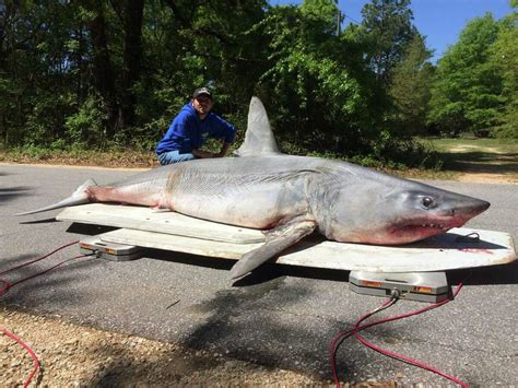 Huge mako shark caught in the Gulf