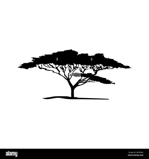 Black acacia Cut Out Stock Images & Pictures - Alamy