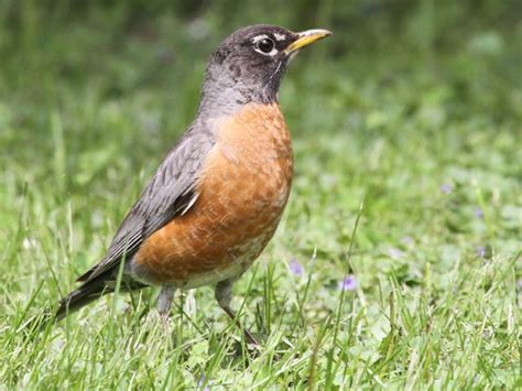 American Robin Migration | Resources to Explore | American robin, Robin, Pretty birds