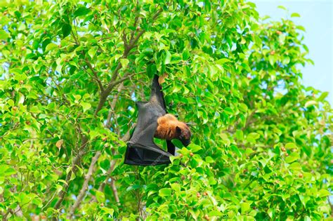 Premium Photo | Bat hanging on a tree branch malayan bat