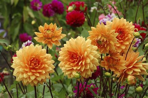 Dahlia : planter et cultiver – Ooreka