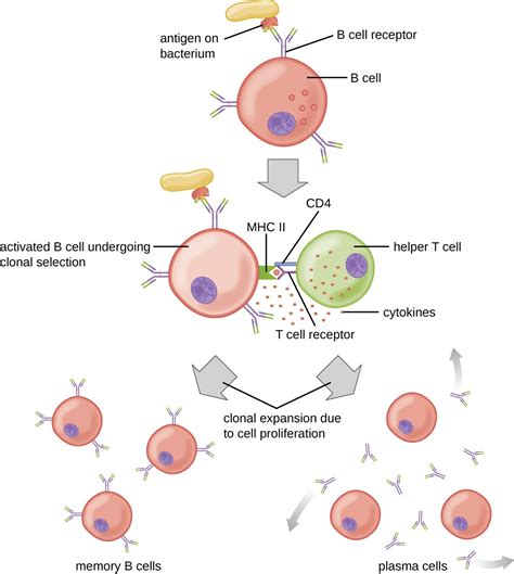 B Lymphocytes and Humoral Immunity | Microbiology: Health and Disease